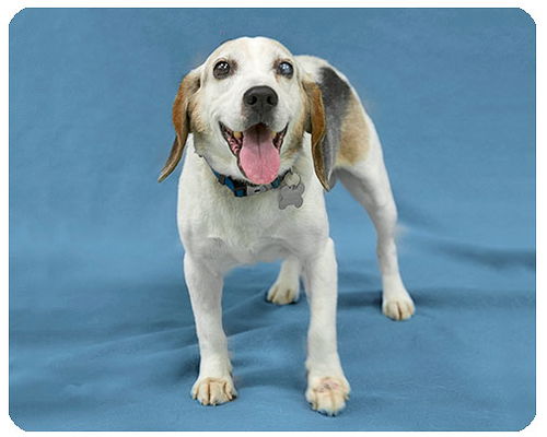 Arlo-ADOPTED