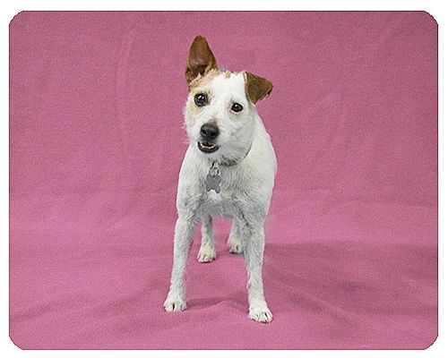 Myrtle-ADOPTED