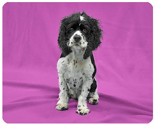 Steffi-ADOPTED