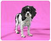 Steffi-ADOPTED