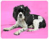 Steffi-ADOPTED