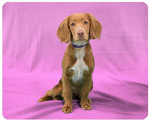 Baby Cara-ADOPTED