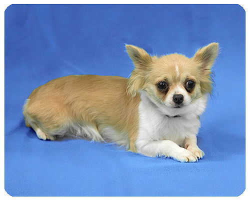Angie--ADOPTED