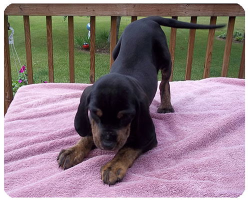 Baby Calgary