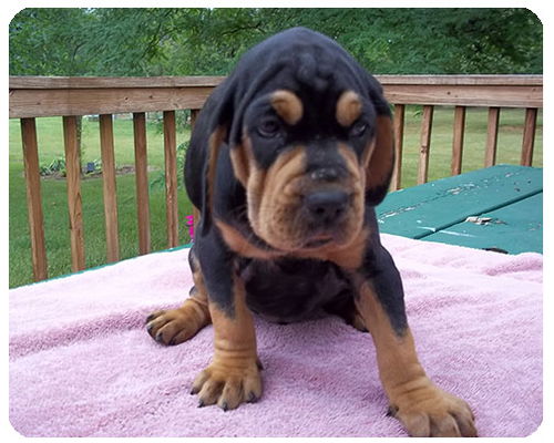 Baby Alberta