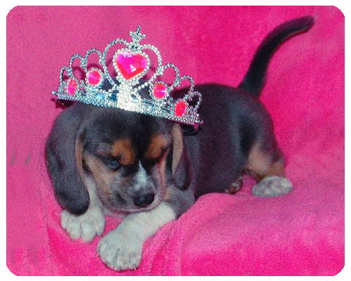 Baby Cinderella-ADOPTED