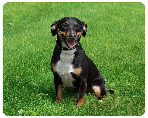 Cooper Follows-ADOPTED