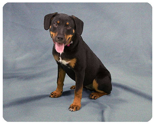 Baby Kerri-ADOPTED