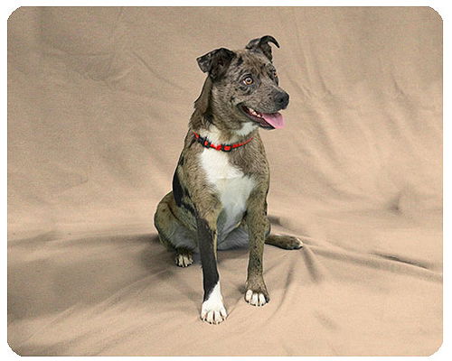 Storm-ADOPTED