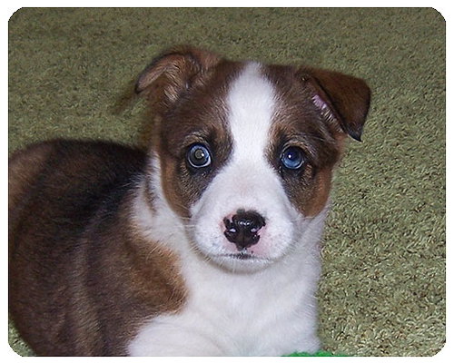 Baby Sheila-ADOPTED