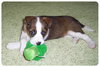 Baby Sheila-ADOPTED
