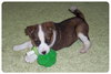 Baby Sheila-ADOPTED