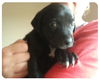 Baby Belle