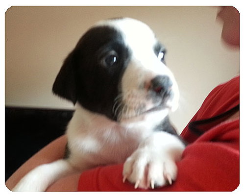 Baby Jackson-ADOPTED