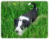 Baby Jackson-ADOPTED