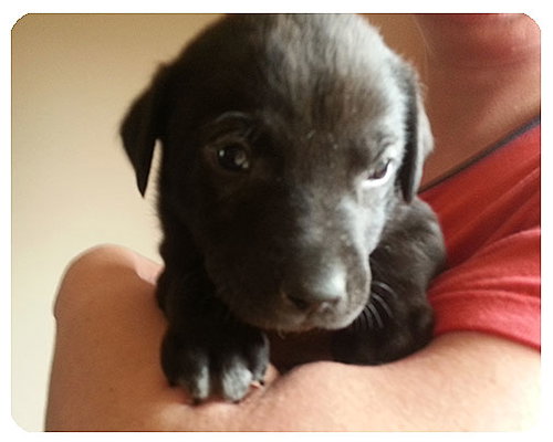 Baby Koda