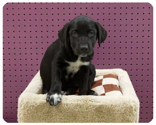 Baby Kimber-ADOPTED