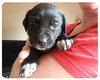 Baby Kimber-ADOPTED