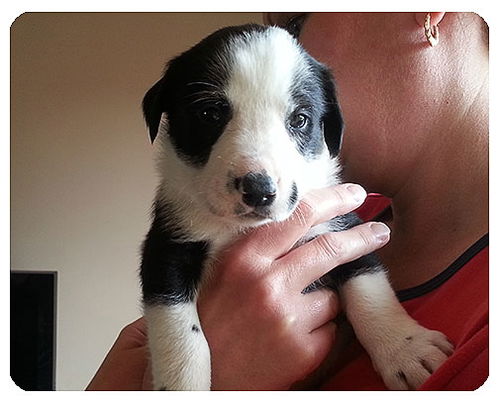 Baby Colt