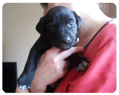 Baby Roxy-ADOPTED