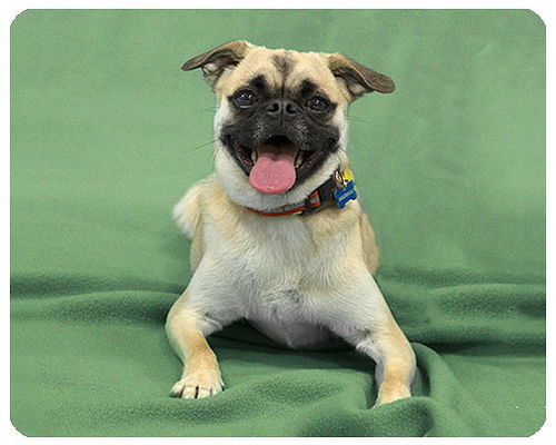 Duchess-ADOPTED