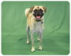 Duchess-ADOPTED