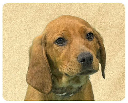Baby Bogart