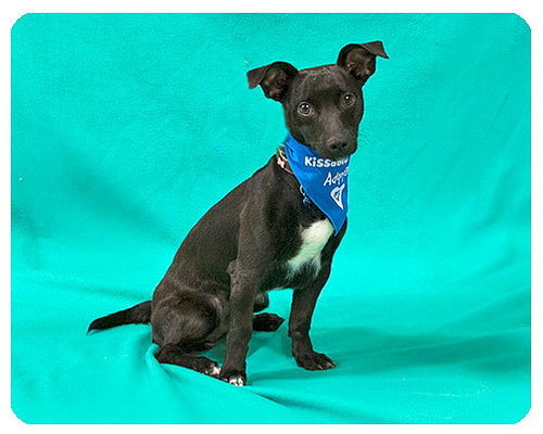 Tyson-ADOPTED