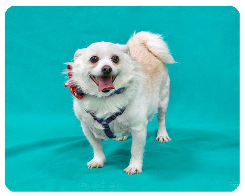 Bentley Smiles-ADOPTED
