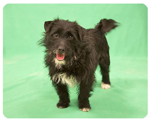 Finley-ADOPTED