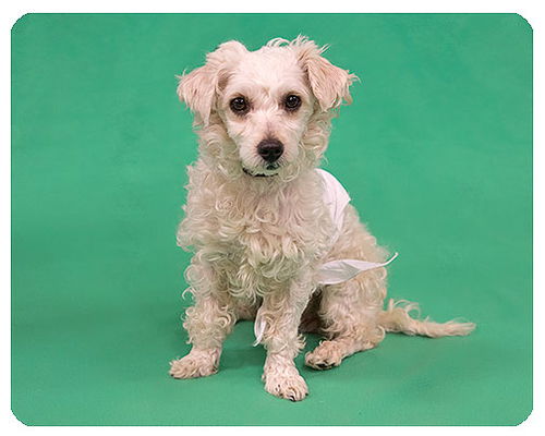 Fletcher-ADOPTED