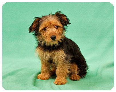 Baby Bo-ADOPTED