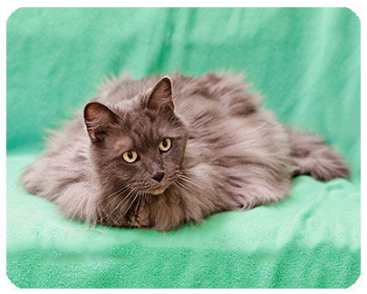 Apple is frt declawed-ADOPTED
