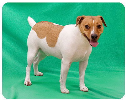 Flash-ADOPTED