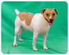 Flash-ADOPTED