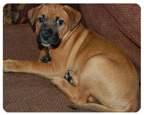 Baby Billy Bob-ADOPTED