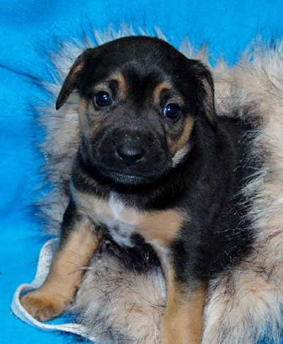 Betty Sue-ADOPTED