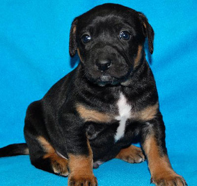 Bobby Ray-ADOPTED
