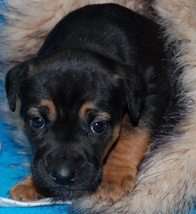 Betty Lou-ADOPTED