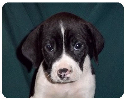 Baby Glen-ADOPTED