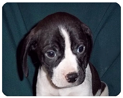 Betsy-ADOPTED