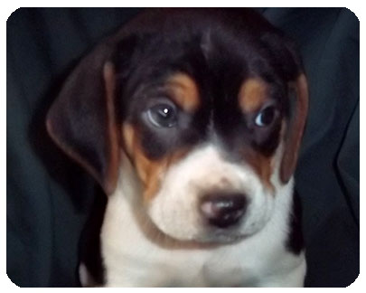 Burt-ADOPTED