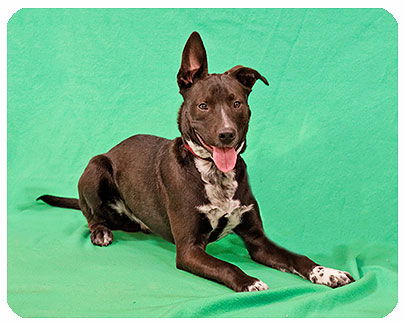 Frankie-ADOPTED