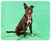 Frankie-ADOPTED