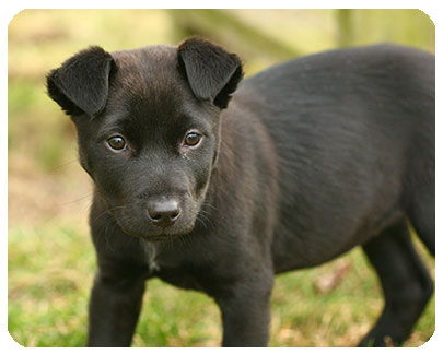 Baby Dot-ADOPTED