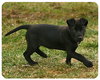 Baby Dot-ADOPTED