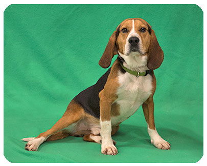 Sprocket-ADOPTED