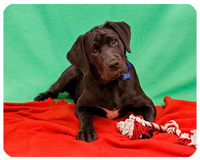 Hunter-ADOPTED