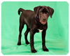 Hunter-ADOPTED