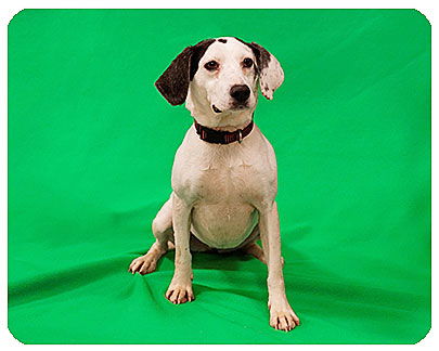 Sue-ADOPTED